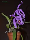 Cattleya maxima Hochland (Asendorfer)